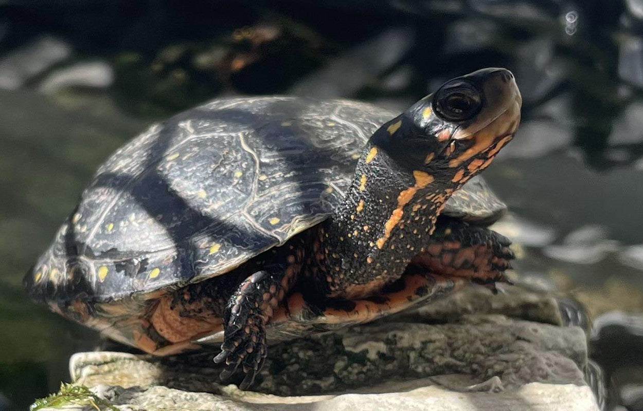Pet Aquatic Turtle Guide