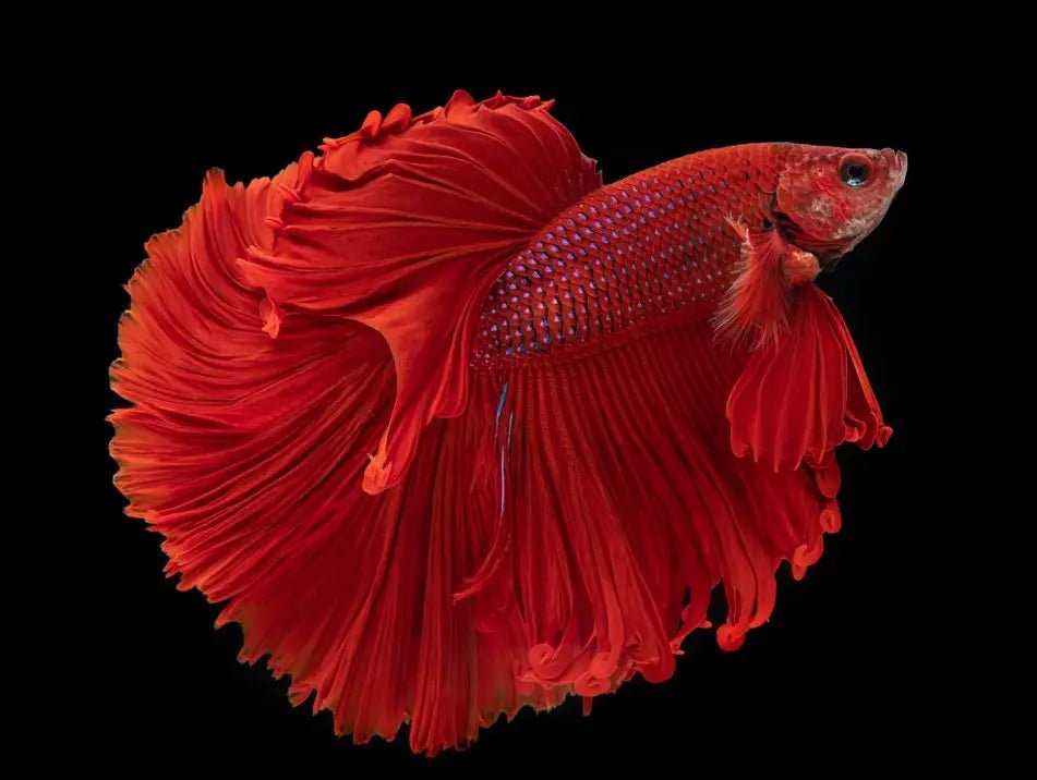 All You Want to Know About Betta Fish: Care Tips, Tricks & FAQs ...