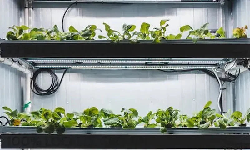 How the Changes of Temp or Humidity Will Affect Our Indoor Plants? How Can We Know & What Can We Do to Fix Them? - INKBIRD